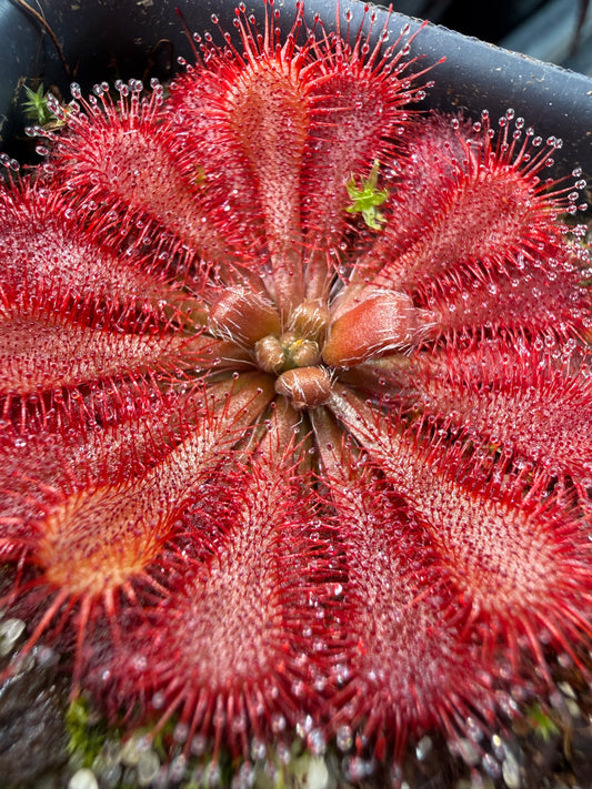Drosera spatulata site 2