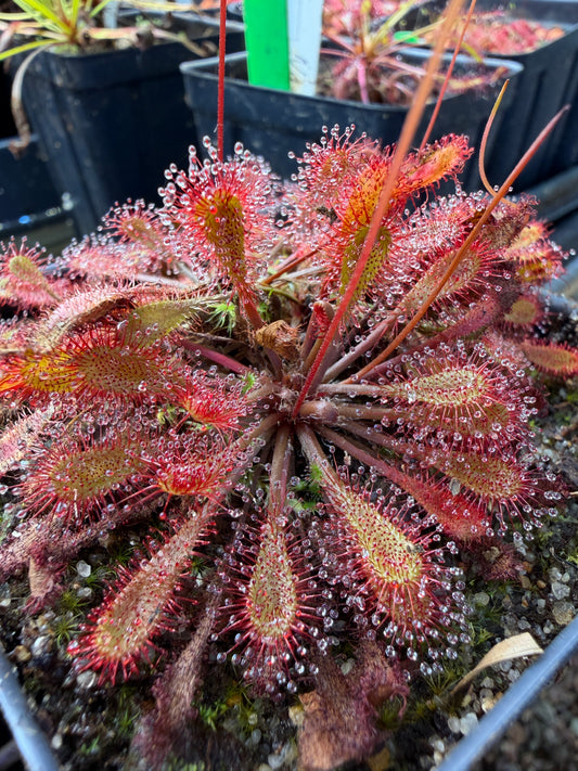 Drosera x Watari