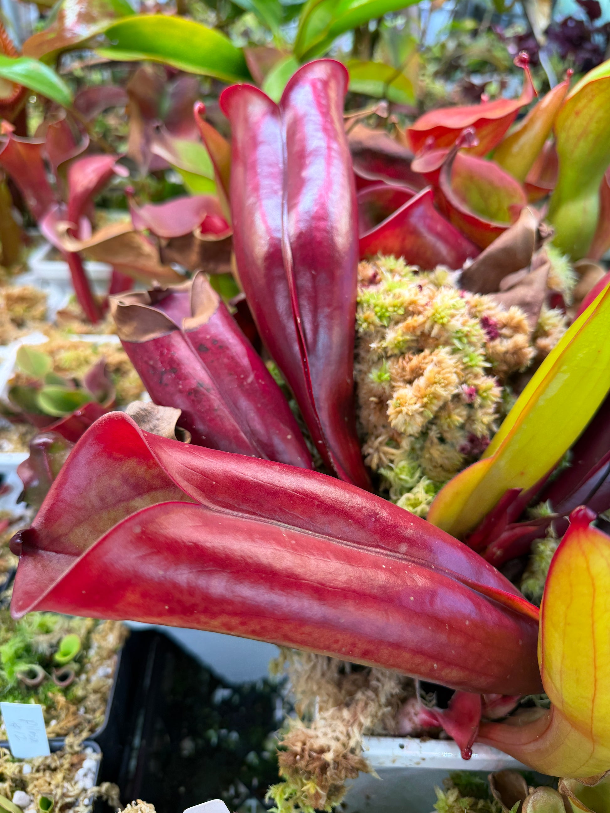 Heliamphora folliculata Aparaman Tepui, Venezuela