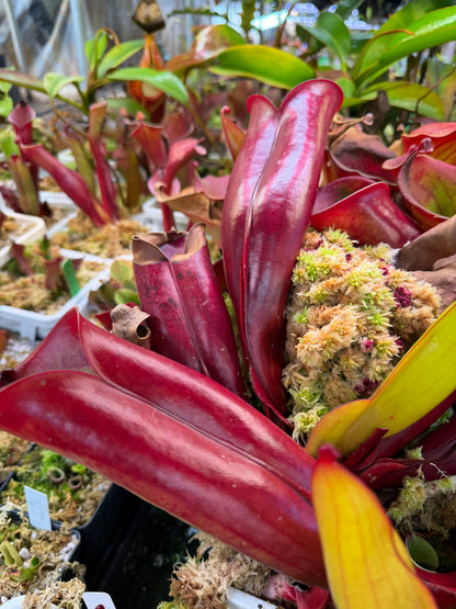Heliamphora folliculata Aparaman Tepui, Venezuela