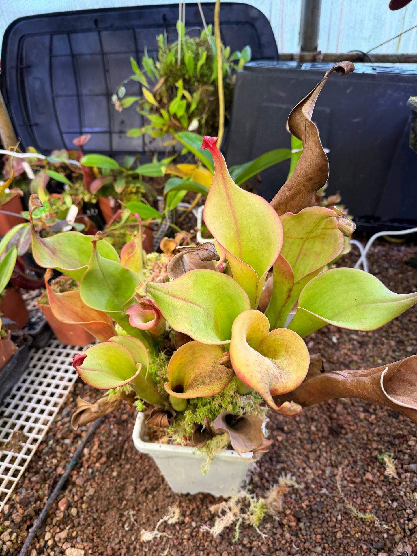 Heliamphora Godzilla