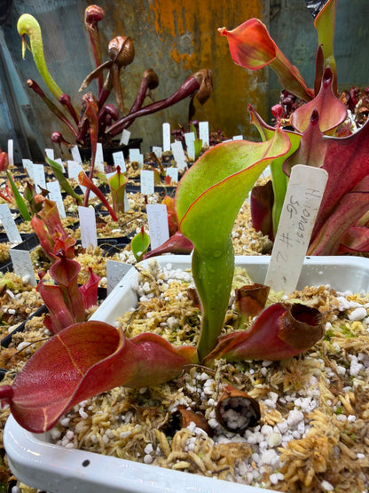 Heliamphora ionasi SG Division DM #2