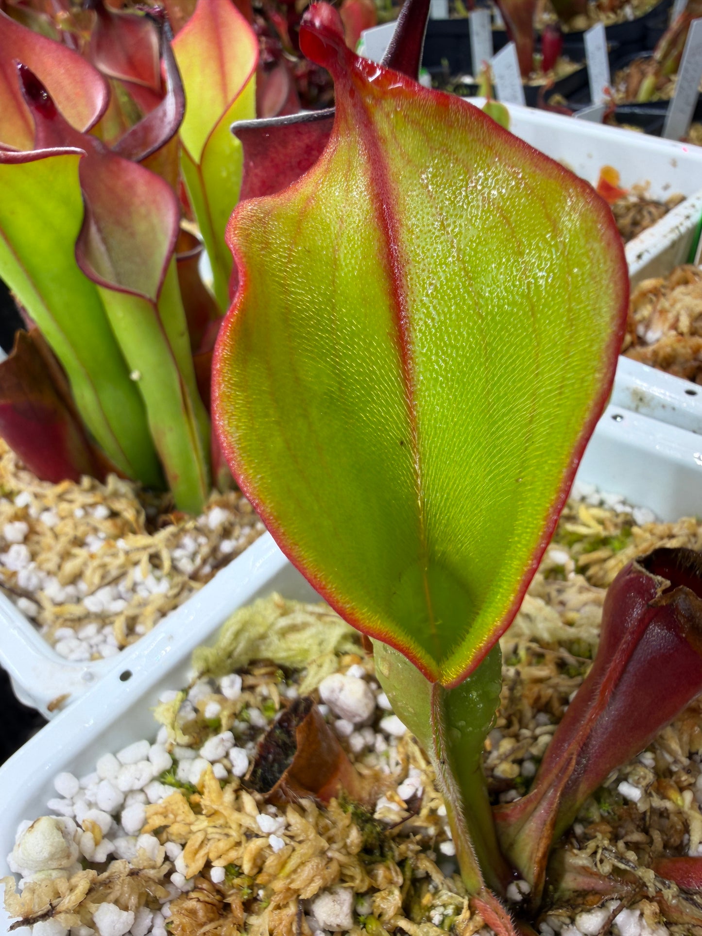 Heliamphora ionasi SG Division DM #2