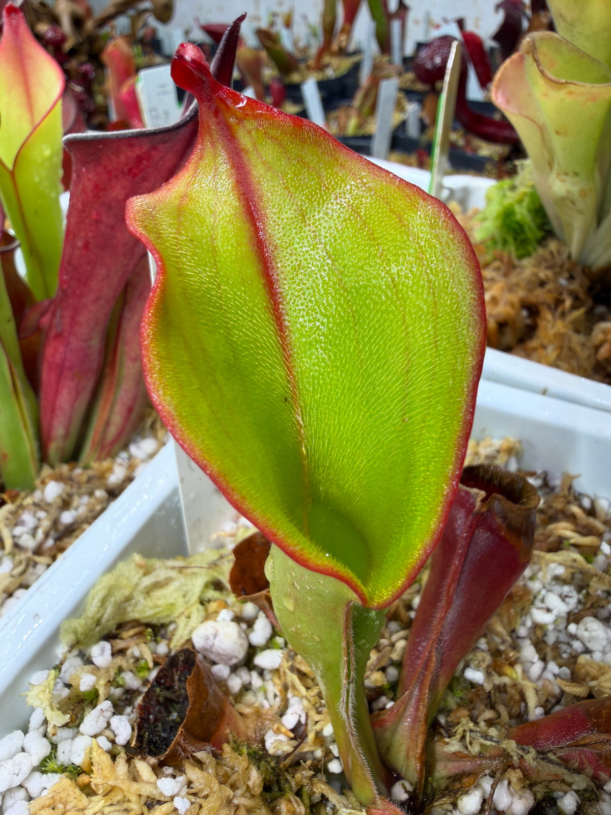 Heliamphora ionasi SG Division DM #2