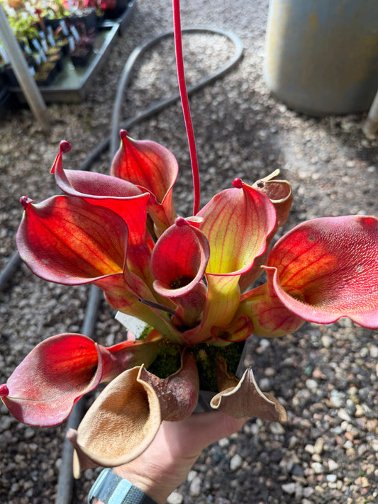 Heliamphora ionasi Yellow with Strips - Chuck L.