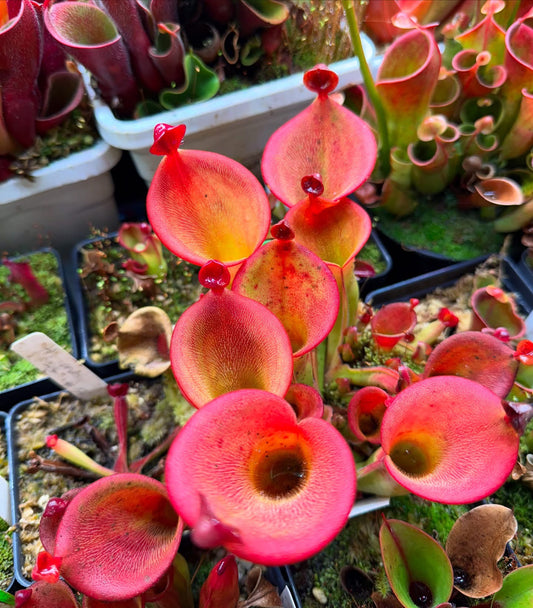 Heliamphora ionasi Zappergeck