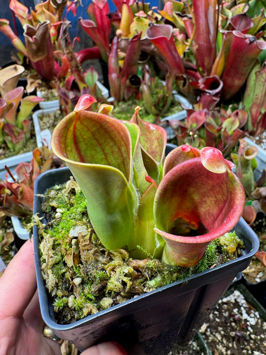 Heliamphora minor BE