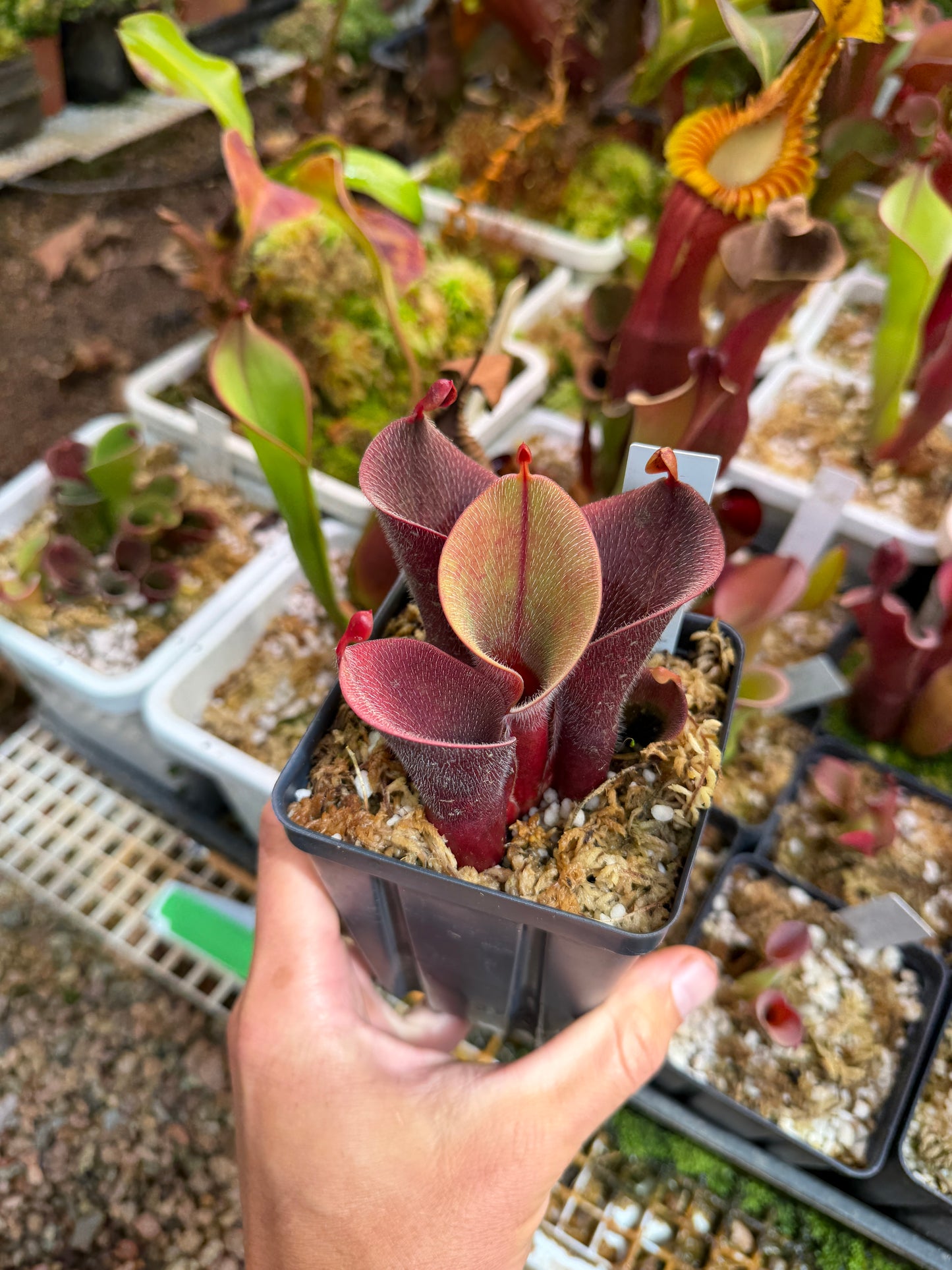 Heliamphora minor var. pilosa AB Giant Red