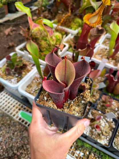 Heliamphora minor var. pilosa AB Giant Red
