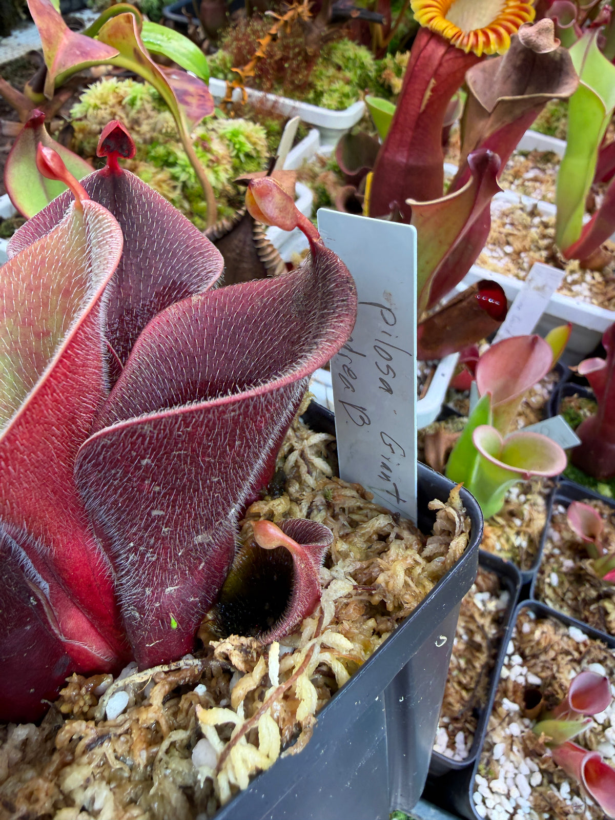 Heliamphora minor var. pilosa AB Giant Red