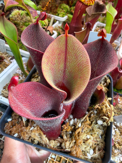 Heliamphora minor var. pilosa AB Giant Red