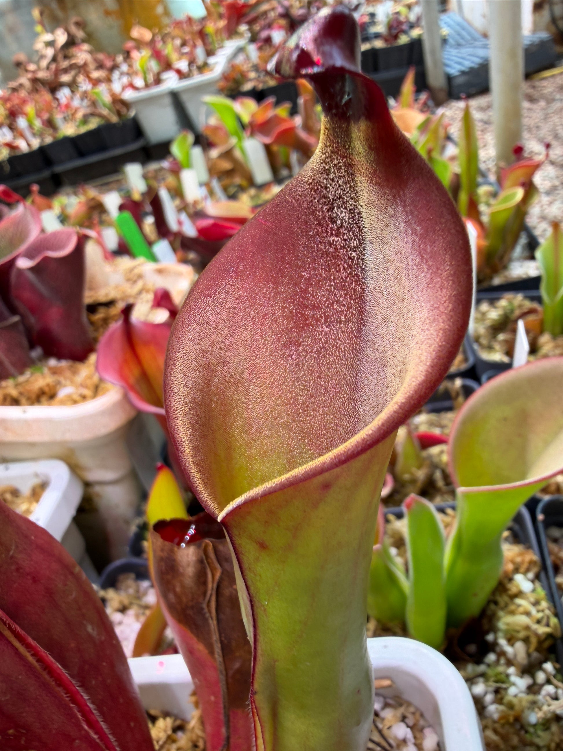 Heliamphora sp. Angasima