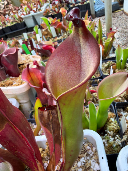 Heliamphora sp. Angasima