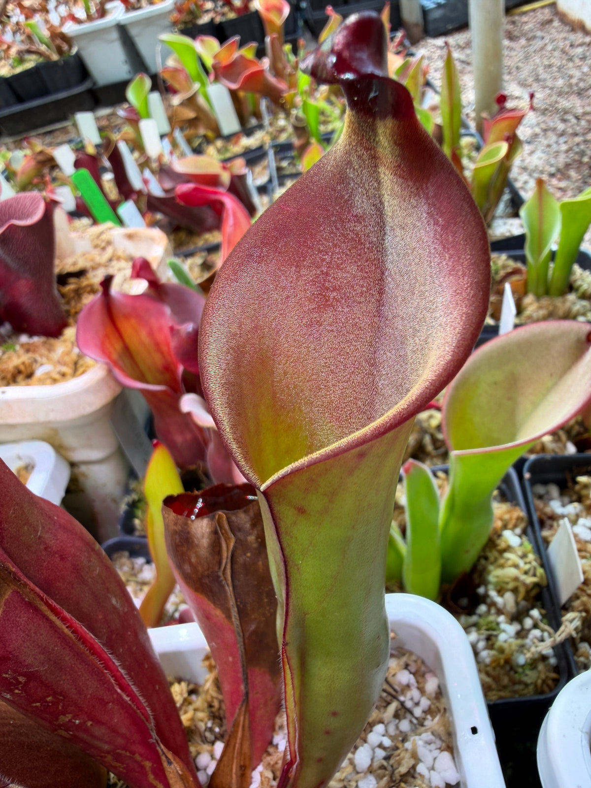 Heliamphora sp. Angasima