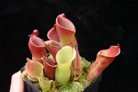 Heliamphora x heterodoxa x minor