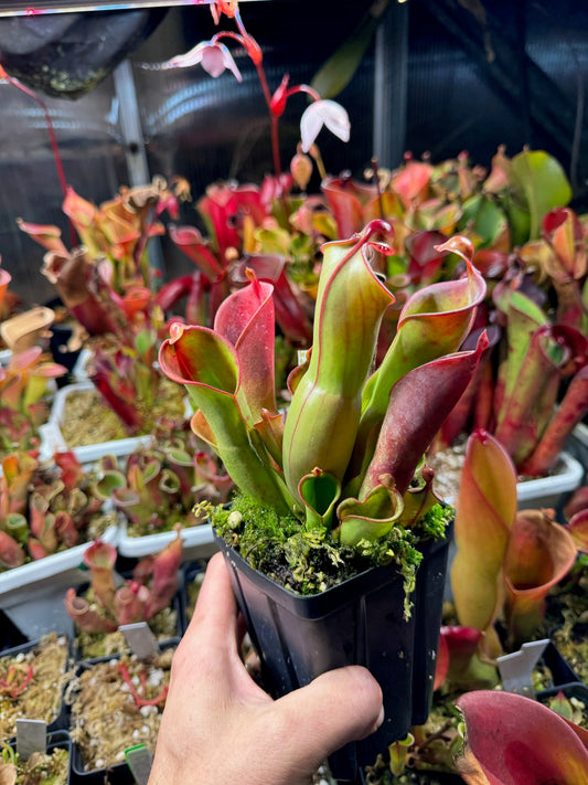 Heliamphora x heterodoxa x nutans