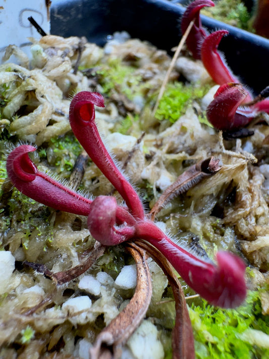 Heliamphora x minor var. pilosa x macdonaldae