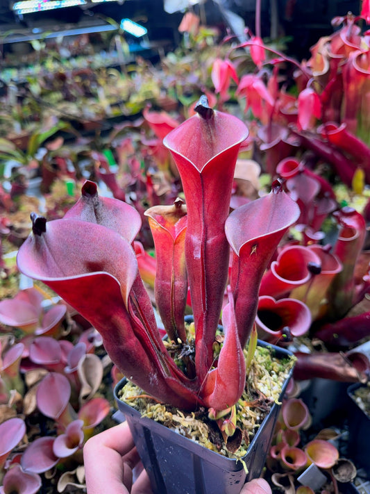 Heliamphora x (nutans x glabra) x folliculata small