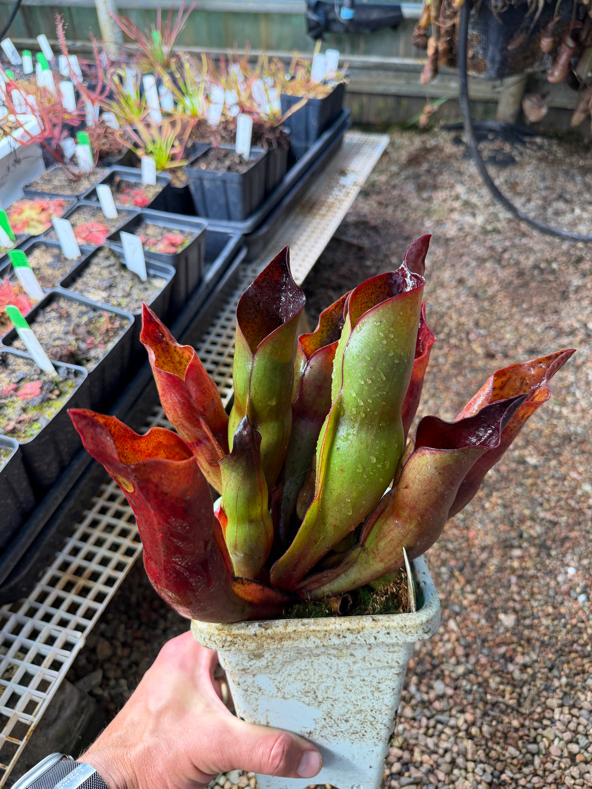 Heliamphora x sarracenioides Red Giant x ionasi Killer Giant #3