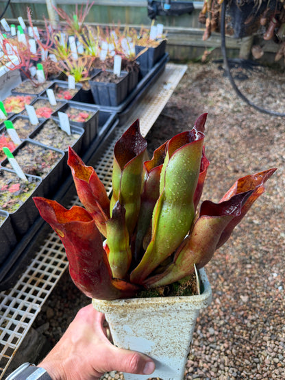 Heliamphora x sarracenioides Red Giant x ionasi Killer Giant #3