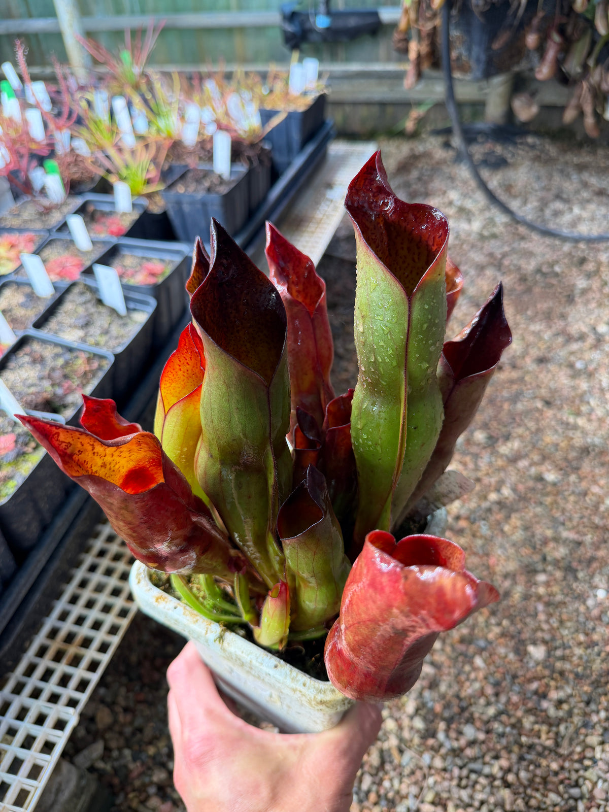 Heliamphora x sarracenioides Red Giant x ionasi Killer Giant #3