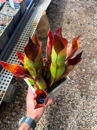 Heliamphora x sarracenioides Red Giant x ionasi Killer Giant #3