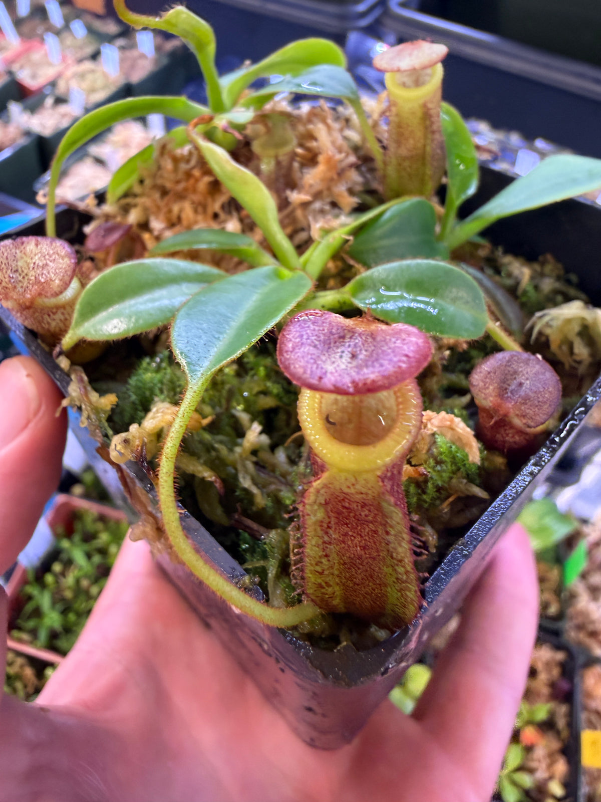 Nepenthes burbidgeae x villosa