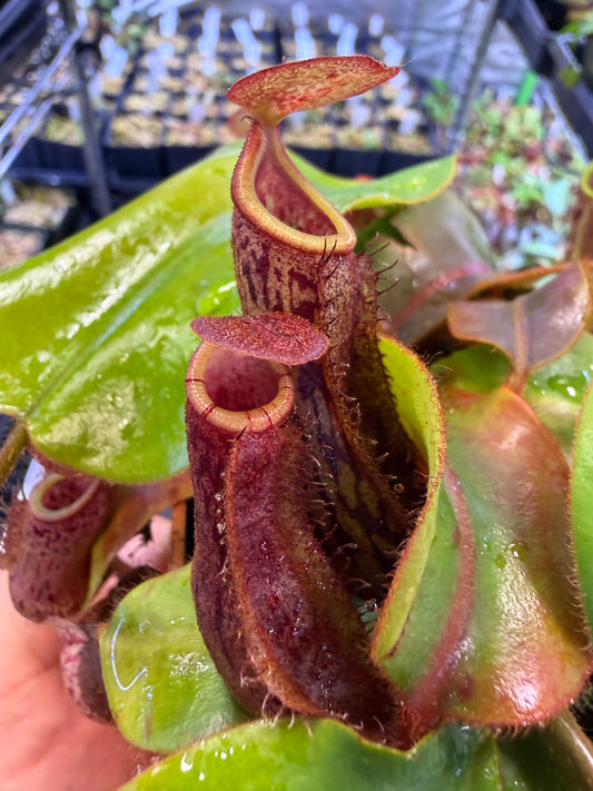 Nepenthes boschiana x Leviathan
