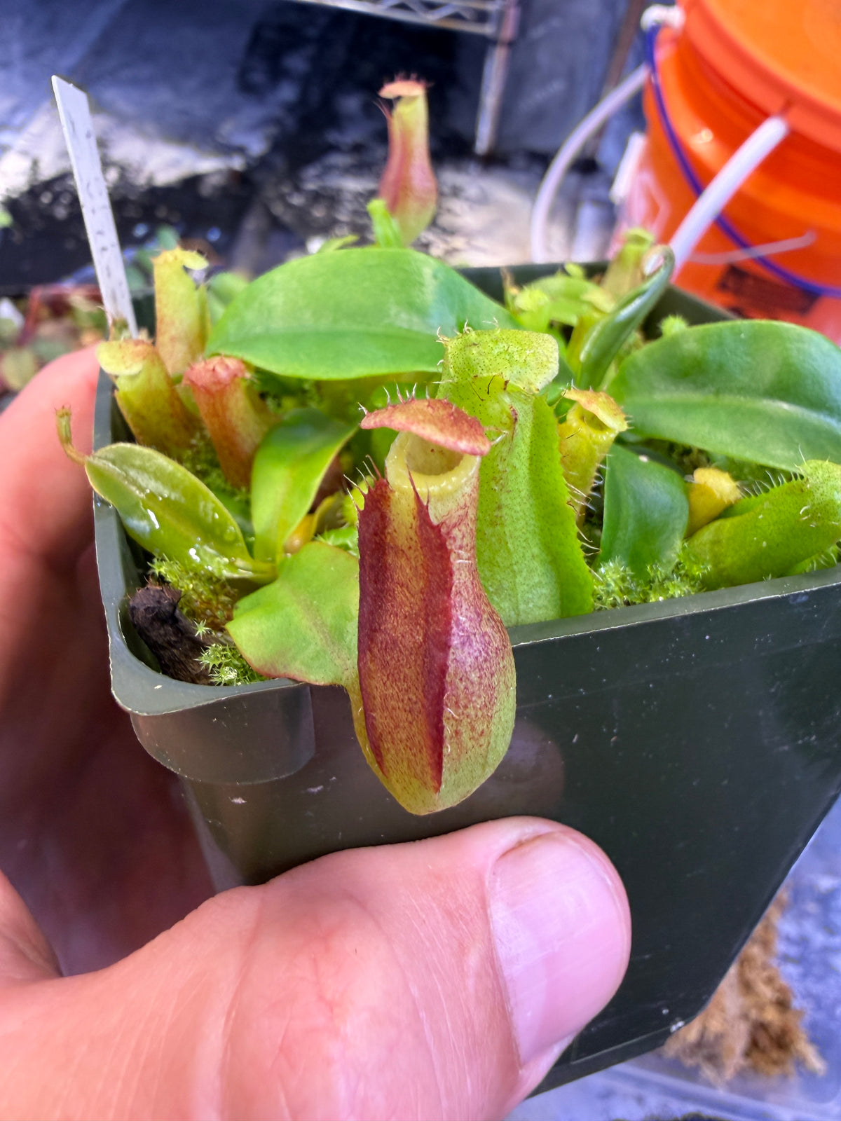 Nepenthes Rokko Exotica x villosa