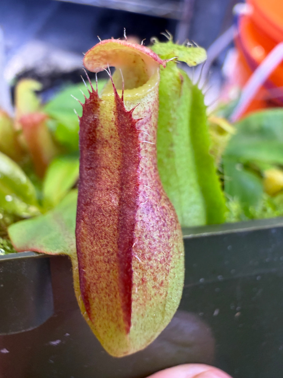 Nepenthes Rokko Exotica x villosa