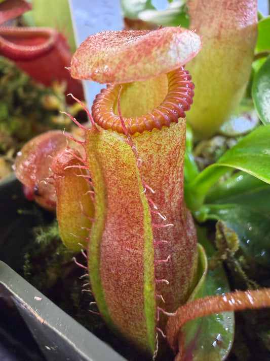 Nepenthes villosa x ventricosa