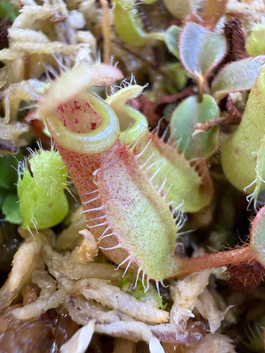 Nepenthes peltata Hort Sp