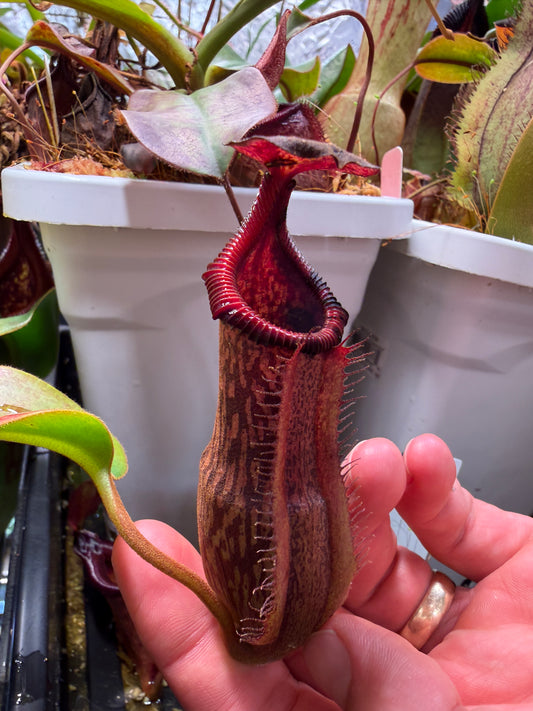Nepenthes edwardsiana x maxima