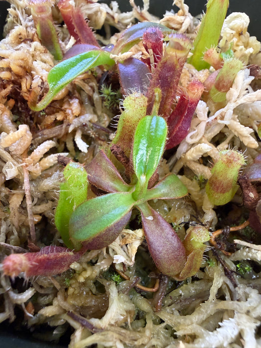 Nepenthes veitchii Long Striped x edwardsiana