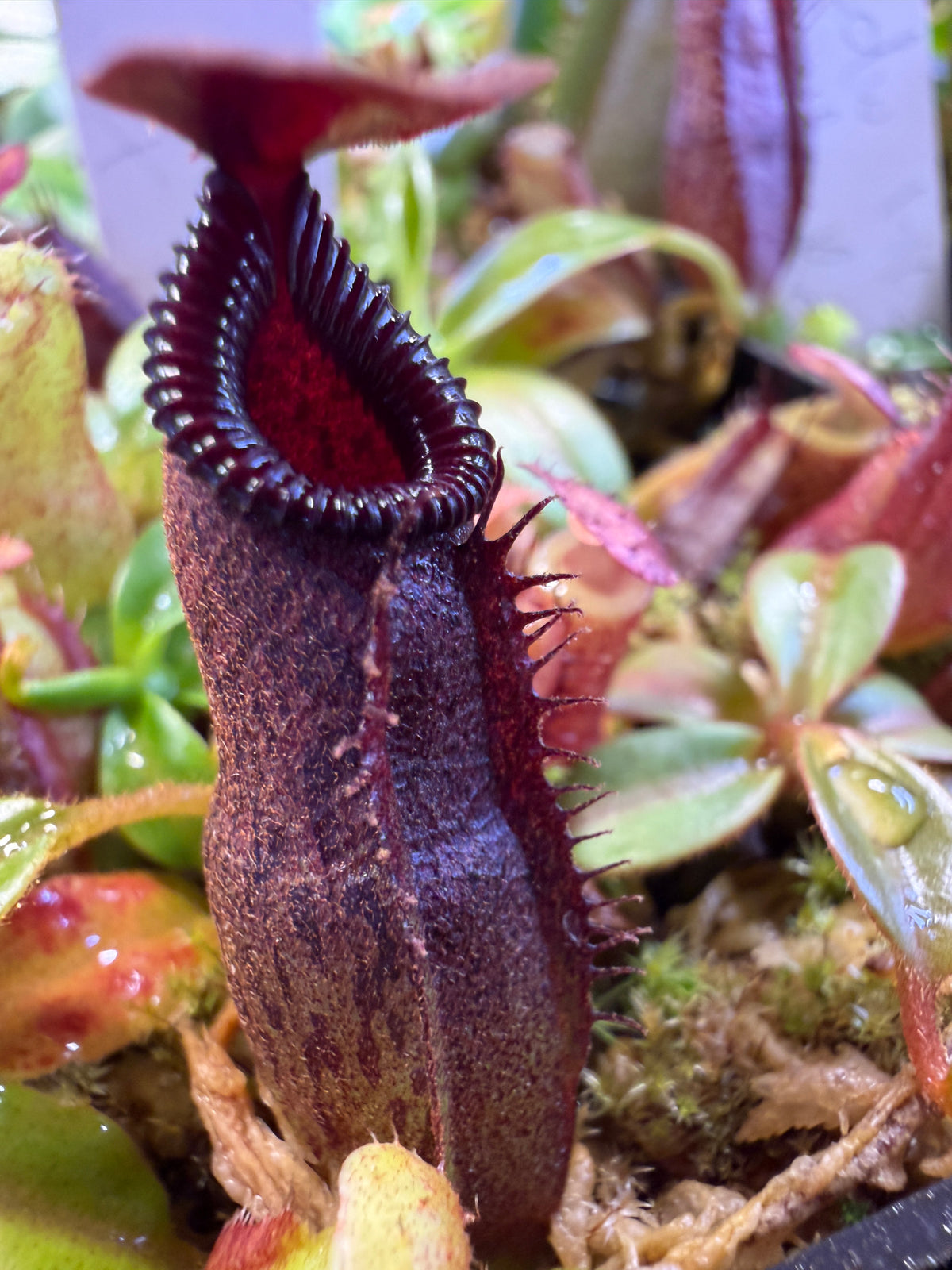 Nepenthes aristolochioides x edwardsiana
