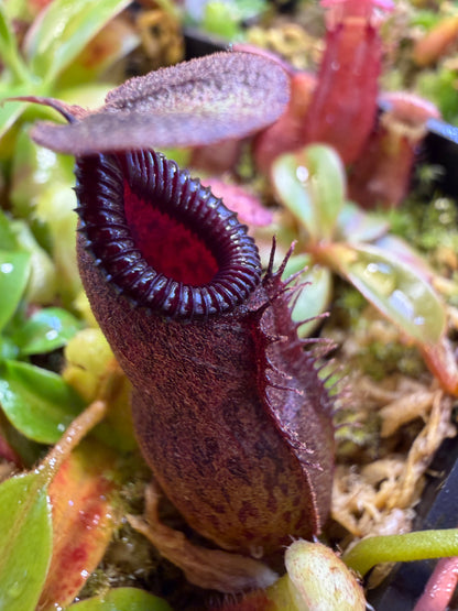 Nepenthes aristolochioides x edwardsiana