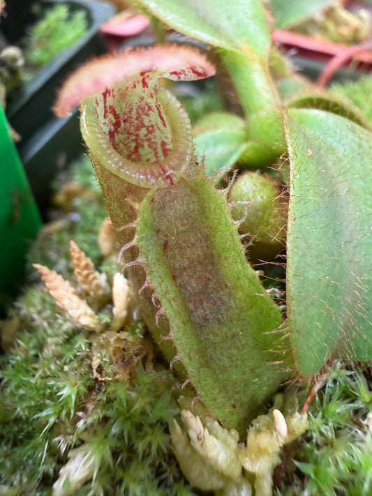 Nepenthes veitchii x veitchii Candy Dreams