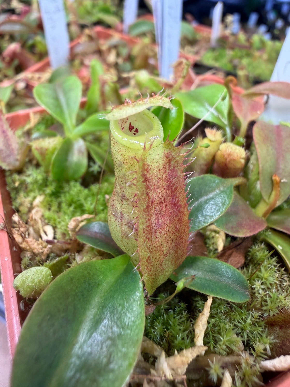 Nepenthes Song of Melancholy x (truncata x spectabilis)