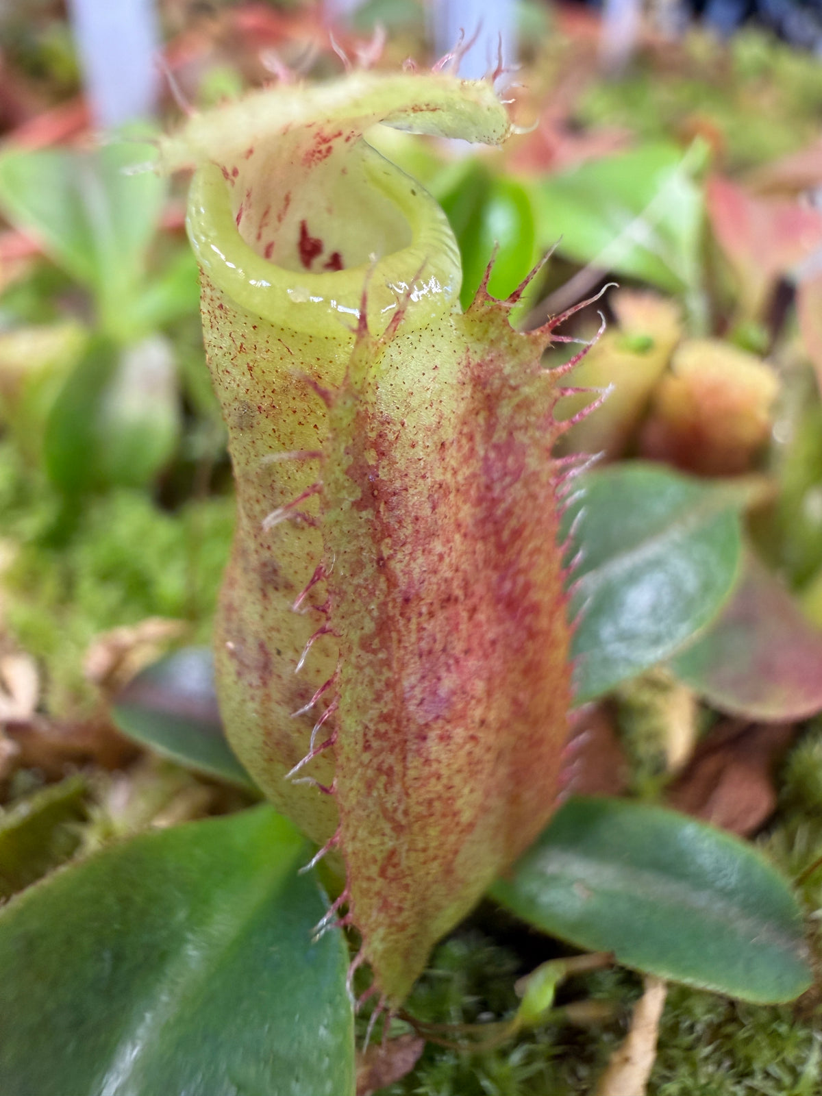 Nepenthes Song of Melancholy x (truncata x spectabilis)