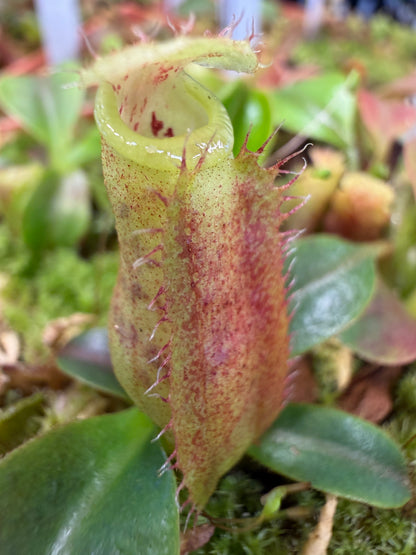 Nepenthes Song of Melancholy x (truncata x spectabilis)