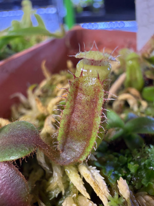 Nepenthes [(lowii x veitchii) x boschiana] x veitchii Candy Dreams