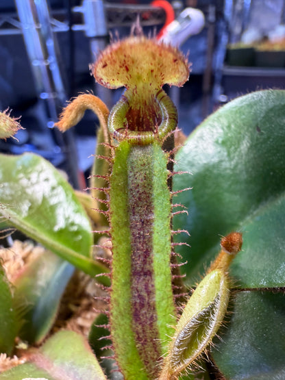 Nepenthes truncata striped x (platychila x lowii)
