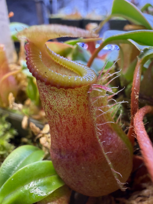 Nepenthes ventricosa x villosa R #A Hawken C.