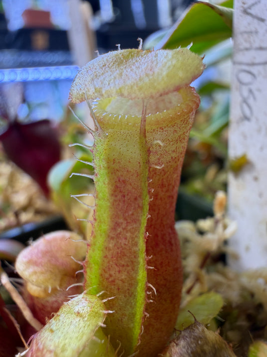 Nepenthes ventricosa x villosa B1 Dangerous Plants Inc