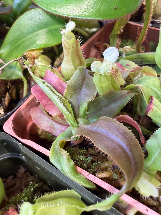 Nepenthes mirabilis Wings x globosa