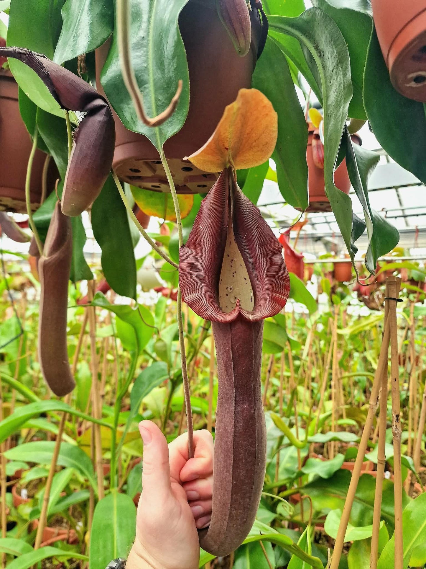 Nepenthes truncata x lingulata Mix of 3 TC Clones