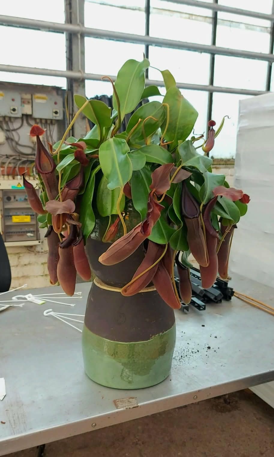 Nepenthes truncata x lingulata Mix of 3 TC Clones