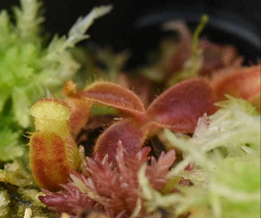 Nepenthes veitchii K1 x M3 Micheal F. (Seed Grown Species)