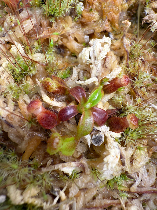 Nepenthes edwardsiana x macrophylla (Seed Grown)