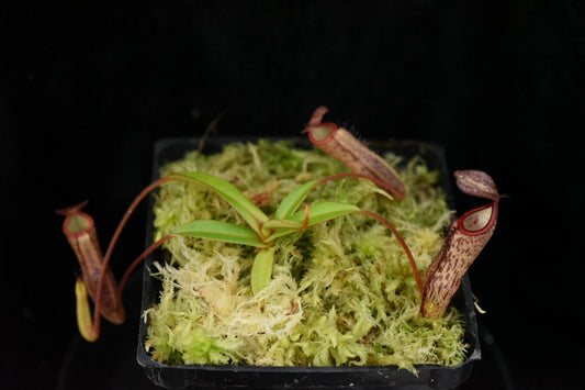 Nepenthes sericea (Prevoiously Irou Trail) (Seed Grown Species)